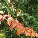 Spiraea henryi feuille automne P2C